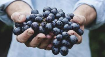 Winogrona pomagają wzmocnić erekcję